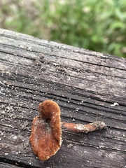 Lactarius neotabidus