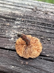 Lactarius neotabidus