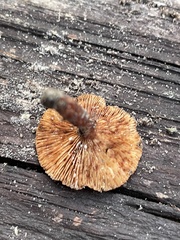 Lactarius neotabidus