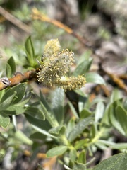 Salix eastwoodiae