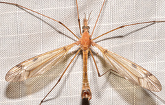 Tipula fuliginosa