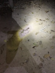 Ancylometes bogotensis