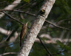 Lepidocolaptes fatimalimae