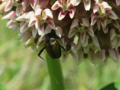 Strigoderma arbicola