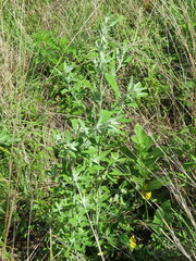Chenopodium pratericola