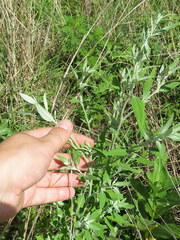 Chenopodium pratericola