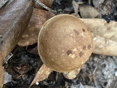 Leccinum roseoscabrum