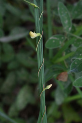 Dunbaria punctata