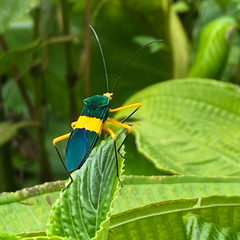 Paryphes flavocinctus