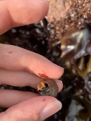 Calliostoma canaliculatum