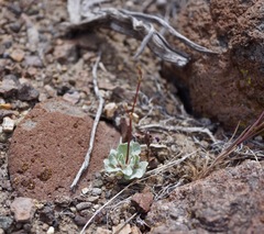 Eriogonum nutans