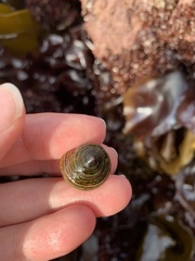 Calliostoma canaliculatum