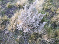 Baccharis artemisioides