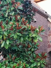 Magnolia grandiflora