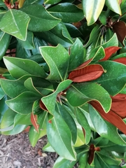 Magnolia grandiflora