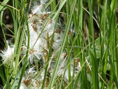 Tephroseris palustris