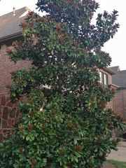 Magnolia grandiflora