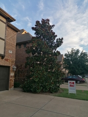 Magnolia grandiflora