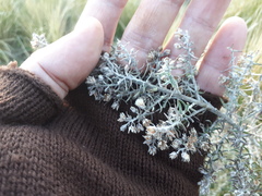 Baccharis artemisioides