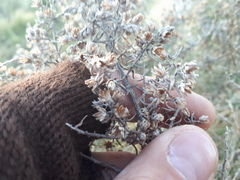 Baccharis artemisioides