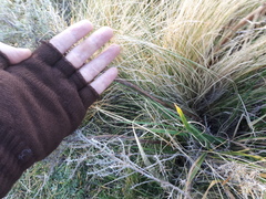 Baccharis artemisioides