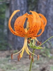 Lilium humboldtii humboldtii