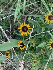 Rudbeckia