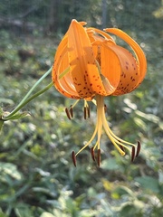Lilium humboldtii humboldtii