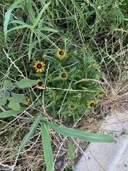 Rudbeckia