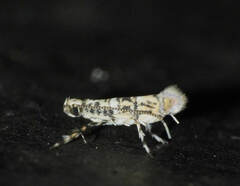 Cuphodes paragrapta
