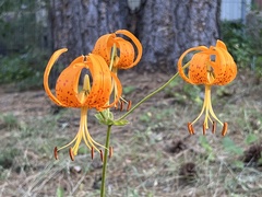 Lilium humboldtii humboldtii