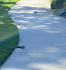 Otospermophilus beecheyi