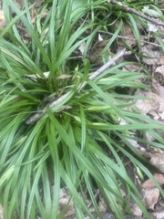 Carex backii