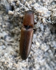 Pomachiliini