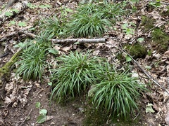 Carex backii