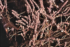Myriophyllum verrucosum