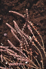 Myriophyllum verrucosum