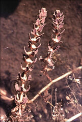 Myriophyllum verrucosum