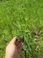Desmodium sessilifolium