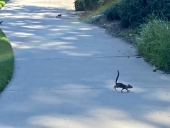 Otospermophilus beecheyi