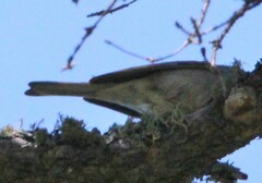 Poecile hudsonicus