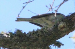 Poecile hudsonicus