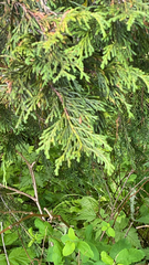 Cupressus nootkatensis