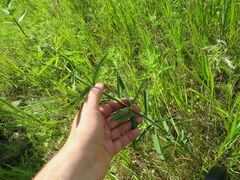 Desmodium sessilifolium