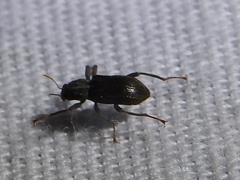 Stenelmis