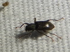 Stenelmis