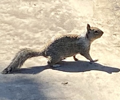 Otospermophilus beecheyi