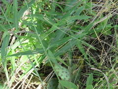 Commelina erecta deamiana