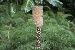 Barringtonia procera