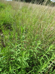 Brickellia eupatorioides corymbulosa